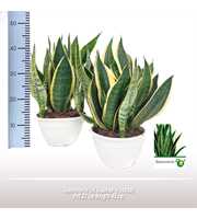 Sansevieria fut.Superba in schaal