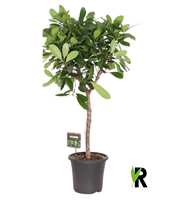 Ficus Cyathistipula op stam