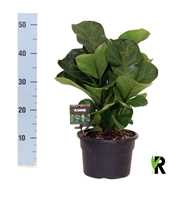 Ficus Lyrata Bambino ´Clumb´ in hoes