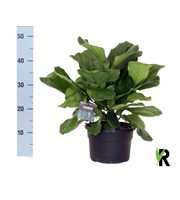 Ficus Lyrata ´Clumb´ in hoes