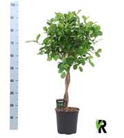 Ficus micr. Moclame gevlochten stam