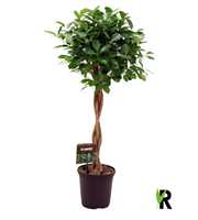 Ficus micr. Moclame gevlochten stam