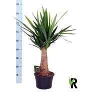 Yucca elephantipes zware rechte stam