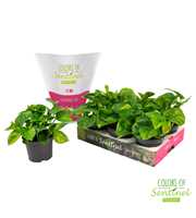 Epipremnum pinnatum Global Green LESS PLASTIC