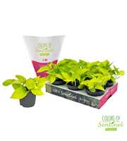 Epipremnum pinnatum Golden Pothos LESS PLASTIC