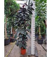 Ficus Elastica Abidjan 2 toef 240