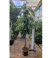 Ficus Amstel King multistam 320