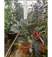 Alocasia Regal Shields 170