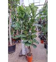 Ficus Lyrata vertakt 240