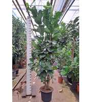 Ficus Lyrata vertakt 300