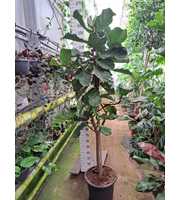 Ficus Lyrata stam 240