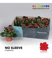 Kalanchoe No Sleeve - Red