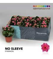 Kalanchoe No Sleeve - Pink