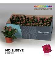 Kalanchoe No Sleeve - Purple