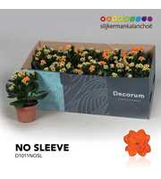 Kalanchoe No Sleeve - Orange