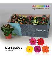 Kalanchoe No Sleeve - 5 colors mix