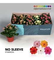 Kalanchoë No Sleeve - Serenity mix