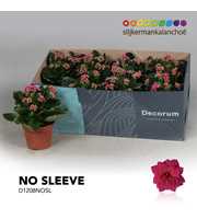 Kalanchoe No Sleeve - Purple