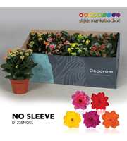 Kalanchoe No Sleeve - Mix 12cm