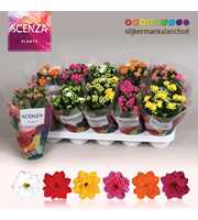 Kalanchoe Scenza - 5 Colors Mix