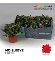 Kalanchoe No Sleeve- Red