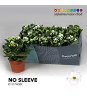 Kalanchoe No Sleeve - White