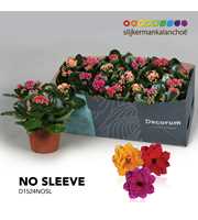 Kalanchoe No Sleeve - Carnaval