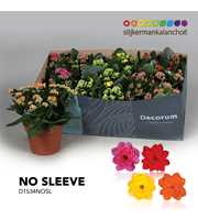 Kalanchoe No Sleeve - 4 Colors Mix