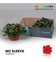 Kalanchoe No Sleeve - Red