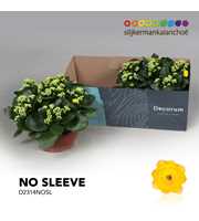 Kalanchoe No Sleeve - Yellow