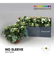 Kalanchoe No Sleeve - White