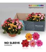 Kalanchoe No Sleeve - Carnaval