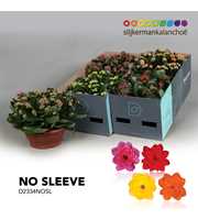 Kalanchoe No Sleeve - Mix