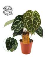 Anthurium Clarinervium 15cm