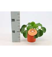 Pilea Peperomioides 10,5cm Engels etiket