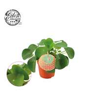 Pilea Peperomioides 10,5cm Nederlands etiket