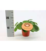 Pilea Peperomioides 12cm Engels etiket