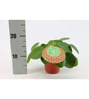 Pilea Peperomioides 12cm Nederlands etiket