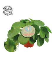 Pilea Peperomioides 15cm Nederlands etiket