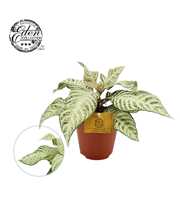 Aphelandra White Wash 12cm