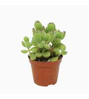 Cotyledon ladysmithiensis 8,5 cm