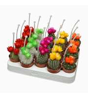 Cactus op rij 5,5 cm met 3 plakbloemen met picker