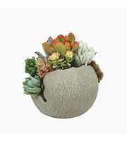 Succulent arrangement in globe pot 18 cm