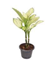 Dieffenbachia Tropic Marianne P24