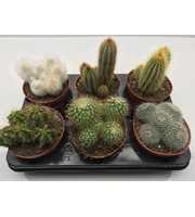 art.99 Cactus mix 12 cm