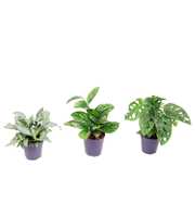 Urban mix: Epipremnum-Monstera Monkey-Murdannia