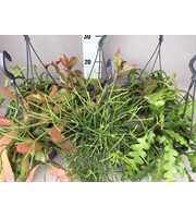 Rhipsalis 7 gemengd