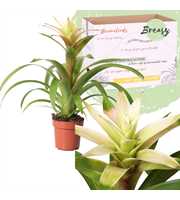 Guzmania Suerte White