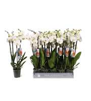 Phalaenopsis White, 4-spike 25+