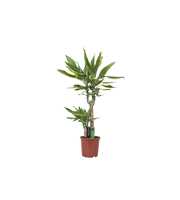 Dracaena Golden Coast, 17 cm pot